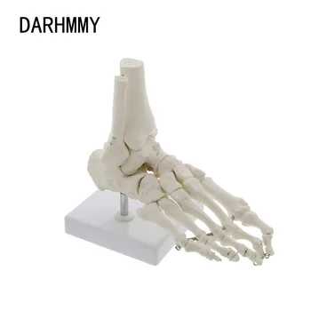 DARHMMY 1:1Medical Inimese Skelett Jala Luud Anatoomia Mudel labajala Ja Hüppeliigese Koos Varre Luu Anatoomiline Mudel Hallid Anatoomia
