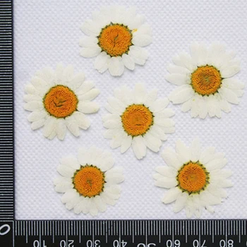 Valge Krüsanteem Lahtiselt 1000pcs Pakkimine DIY Pressitud Lilled Kodu Kaunistamiseks